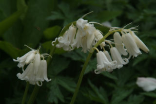 Hyacinthoides non-scripta 'Alba'Wilde hyacint bestellen